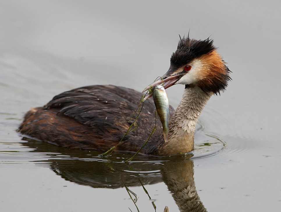 Recent Sightings 15th- 20th May